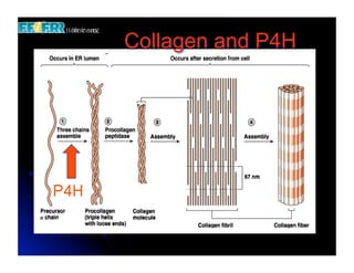 Collagen and P4H
 