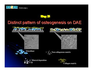 Day 28	

                   Day 14	

                        7	

                   Day 21	

                        0	

                        3	





Osteoblast	

                                Non-collagenous matrix	




        Mineral deposition	

                                               Collagen matrix	

 