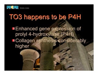 TO3 happens to be P4H
 Enhanced gene expression of
 prolyl 4-hydroxylase (P4H)
 Collagen synthesis considerably
 higher
 