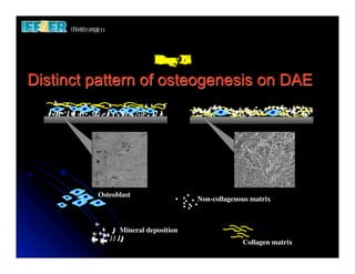 Day 28
                         Day 14
                              7
                         Day 21
                              0
                              3
Distinct pattern of osteogenesis on DAE




         Osteoblast
                                    Non-collagenous matrix



               Mineral deposition
                                                 Collagen matrix
 