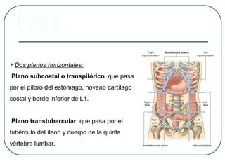 Dos planos horizontales:
Plano subcostal o transpilórico que pasa
por el píloro del estómago, noveno cartílago
costal y borde inferior de L1.
Plano transtubercular que pasa por el
tubérculo del íleon y cuerpo de la quinta
vértebra lumbar.
 