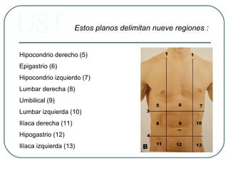 Hipocondrio derecho (5)
Epigastrio (6)
Hipocondrio izquierdo (7)
Lumbar derecha (8)
Umbilical (9)
Lumbar izquierda (10)
Ilíaca derecha (11)
Hipogastrio (12)
Ilíaca izquierda (13)
Estos planos delimitan nueve regiones :
 