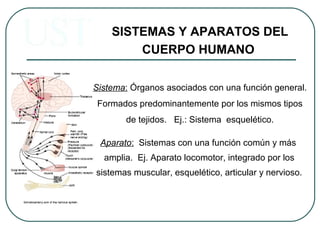Aparato: Sistemas con una función común y más
amplia. Ej. Aparato locomotor, integrado por los
sistemas muscular, esquelético, articular y nervioso.
SISTEMAS Y APARATOS DEL
CUERPO HUMANO
Sistema: Órganos asociados con una función general.
Formados predominantemente por los mismos tipos
de tejidos. Ej.: Sistema esquelético.
 