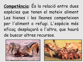 Competència: És la relació entre dues
espècies que tenen el mateix aliment
Les hienes i les lleones competeixen
per l'aliment o refugi. L'espècie més
eficaç desplaçarà a l'altra, que haurà
de buscar altres recursos.
 