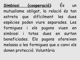 Simbiosi     (cooperació):    És    un
mutualisme obligat, la relació és tan
estreta que difícilment les dues
espècies poden viure separades. Les
formigues i els pugons viuen en
simbiosi i totes dues en surten
beneficiades. Els pugons ofereixen
melassa a les formigues que a canvi els
donen protecció. Voluntària
 