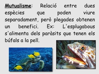 Mutualisme: Relació entre dues
espècies       que     poden      viure
separadament, però plegades obtenen
un    benefici.    Ex:   L'esplugabous
s'alimenta dels paràsits que tenen els
búfals a la pell.
 
