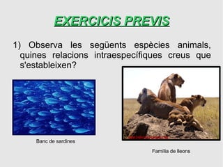 EXERCICIS PREVIS
1) Observa les següents espècies animals,
  quines relacions intraespecífiques creus que
  s'estableixen?




     Banc de sardines
                                Família de lleons
 