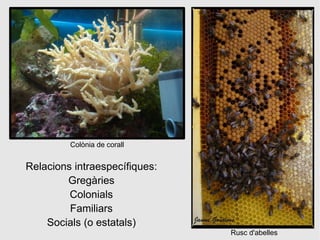 Colònia de corall


Relacions intraespecífiques:
        Gregàries
         Colonials
         Familiars
    Socials (o estatals)
                               Rusc d'abelles
 