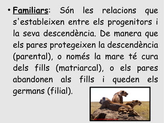 ●
    Familiars: Són les relacions que
    s'estableixen entre els progenitors i
    la seva descendència. De manera que
    els pares protegeixen la descendència
    (parental), o només la mare té cura
    dels fills (matriarcal), o els pares
    abandonen als fills i queden els
    germans (filial).
 