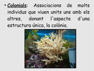 ●
    Colonials: Associacions de molts
    individus que viuen units uns amb els
    altres, donant l'aspecte d'una
    estructura única, la colònia.
 