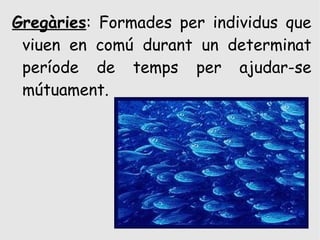 Gregàries: Formades per individus que
 viuen en comú durant un determinat
 període de temps per ajudar-se
 mútuament.
 