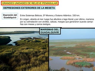 Depresión del Guadalquivir GRANDES UNIDADES DE RELIEVE PENINSULAR DEPRESIONES EXTERIORES DE LA MESETA (Pág.41-42, mapas pp.31 y 38) Entre Sistemas Béticos, Sª Morena y Océano Atlántico. 330 km. En origen, abierta al mar; luego fue albufera o lago litoral y por último, marisma  por su colmatación con arcillas, calizas, margas que generaron suaves campi- ñas con mesas y cerros testigos. MARISMAS DEL  GUADALQUIVIR 