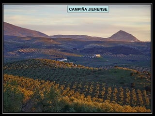 CAMPIÑA JIENENSE 
