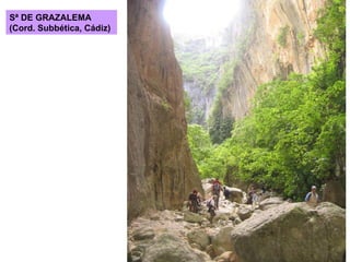 Sª DE GRAZALEMA (Cord. Subbética, Cádiz) 