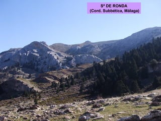Sª DE RONDA (Cord. Subbética, Málaga) 