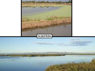 ALBUFERA 