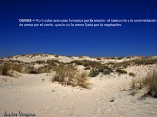 DUNAS =  Montículos arenosos formados por la erosión, el transporte y la sedimentación de arena por el viento, quedando la arena fijada por la vegetación. 