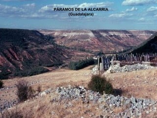 PÁRAMOS DE LA ALCARRIA (Guadalajara) 