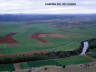 CAMPIÑA DEL RÍO DUERO 