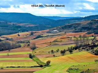 VEGA DEL TAJUÑA (Madrid) 