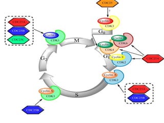 2-Replication [2].ppt