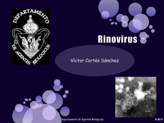 Rinovirus Víctor Cortés Sánchez Departamento de Agentes Biológicos 