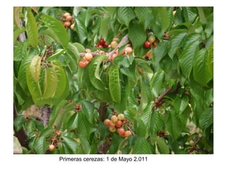 Primeras cerezas: 1 de Mayo 2.011
 