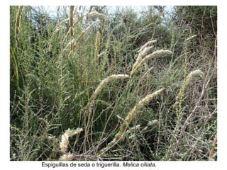 Espiguillas de seda o triguerilla. Melica ciliata.
 