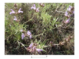 ¿…………………?
 