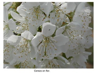 Cerezo en flor.
 
