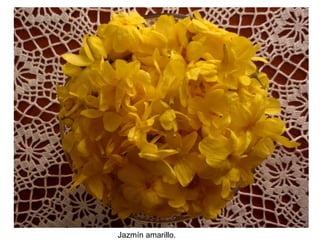 Jazmín amarillo.
 