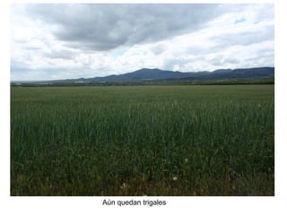 Aún quedan trigales
 