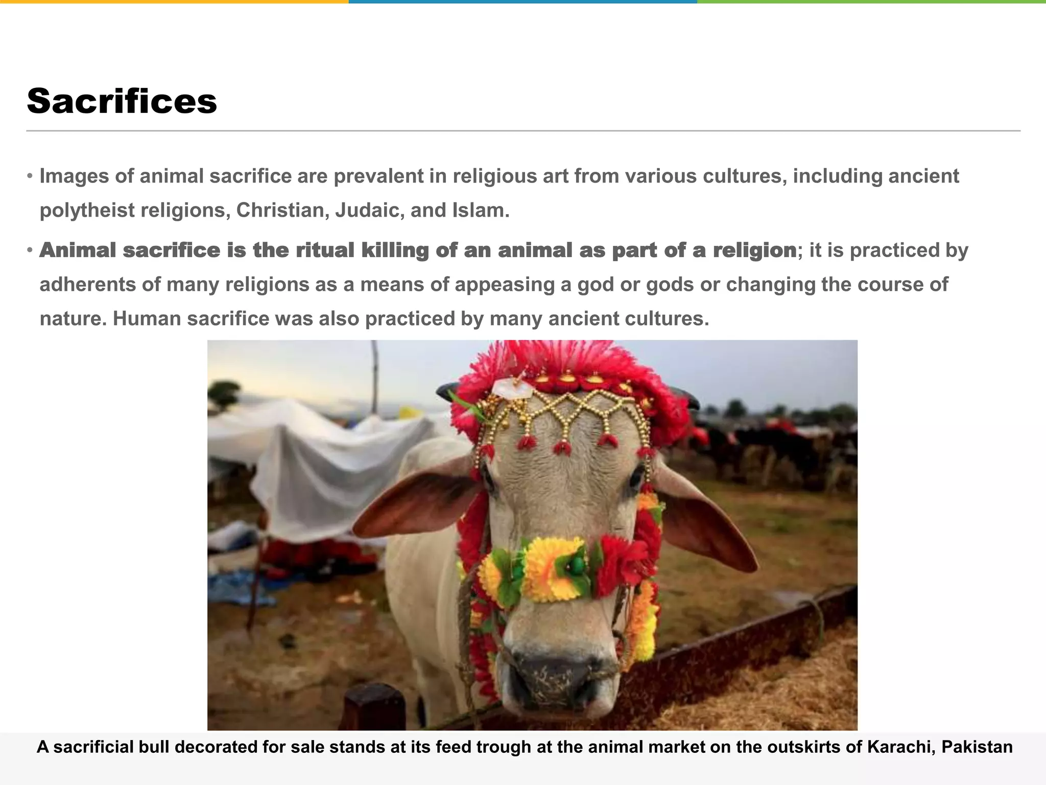 • Images of animal sacrifice are prevalent in religious art from various cultures, including ancient
polytheist religions, Christian, Judaic, and Islam.
• Animal sacrifice is the ritual killing of an animal as part of a religion; it is practiced by
adherents of many religions as a means of appeasing a god or gods or changing the course of
nature. Human sacrifice was also practiced by many ancient cultures.
Sacrifices
A sacrificial bull decorated for sale stands at its feed trough at the animal market on the outskirts of Karachi, Pakistan
 