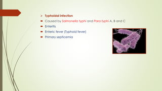 ➢ Typhoidal infection
 Caused by Salmonella typhi and Para typhi A, B and C
 Enteritis
 Enteric fever (Typhoid fever)
 Primary septicemia
 