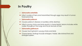 In Poultry
➢ Salmonella enteritidis
 Infect ovaries of hens and transmitted through eggs may result in human
food poisoning
➢ Salmonella pullorum
 Causes pullorum disease or bacillary white diarrhea
 Infects young chicks and birds results in characteristic lesions includes white
nodes throughout the lungs and focal necrosis of liver
➢ Salmonella gallinarum
 Causes fowl typhoid in young chicks and birds
 Characteristic findings include enlarged, friable, bile-stained liver and
enlarged spleen
 