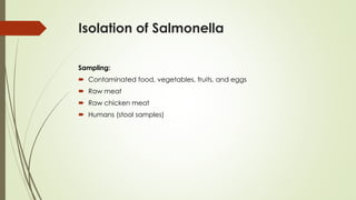 Isolation of Salmonella
Sampling:
 Contaminated food, vegetables, fruits, and eggs
 Raw meat
 Raw chicken meat
 Humans (stool samples)
 
