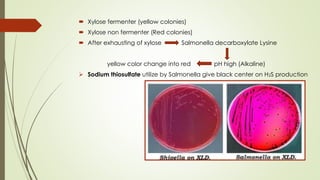  Xylose fermenter (yellow colonies)
 Xylose non fermenter (Red colonies)
 After exhausting of xylose Salmonella decarboxylate Lysine
yellow color change into red pH high (Alkaline)
➢ Sodium thiosulfate utilize by Salmonella give black center on H2S production
 