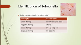 Identification of Salmonella
 Staining Characteristics of Salmonella
Staining type Characteristics
Gram staining Pinkish rods (-ive rods)
Flagellar staining Motile
Spore staining Non sporing cell
Capsule staining No capsule
 