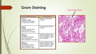 Gram Staining
Salmonella Rods
 