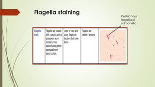 Flagella staining
Peritrichous
flagella of
salmonella
 