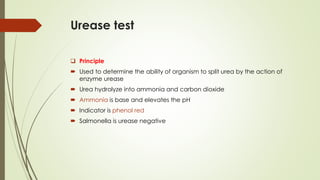 Urease test
❑ Principle
 Used to determine the ability of organism to split urea by the action of
enzyme urease
 Urea hydrolyze into ammonia and carbon dioxide
 Ammonia is base and elevates the pH
 Indicator is phenol red
 Salmonella is urease negative
 