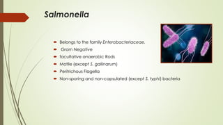 Salmonella
 Belongs to the family Enterobacteriaceae.
 Gram Negative
 facultative anaerobic Rods
 Motile (except S. gallinarum)
 Peritrichous Flagella
 Non-sporing and non-capsulated (except S. typhi) bacteria
 