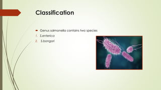 Classification
 Genus salmonella contains two species
1. S.enterica
2. S.bongori
 