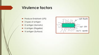 Virulence factors
 Produce Endotoxin (LPS)
 3 types of antigen
 O antigen (Somatic)
 H antigen (Flagellar)
 Vi antigen (Surface)
 