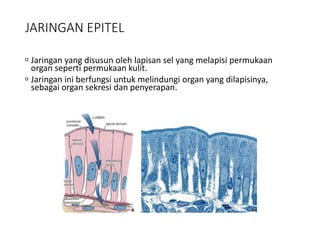 JARINGAN EPITEL
 Jaringan yang disusun oleh lapisan sel yang melapisi permukaan
organ seperti permukaan kulit.
 Jaringan ini berfungsi untuk melindungi organ yang dilapisinya,
sebagai organ sekresi dan penyerapan.
 