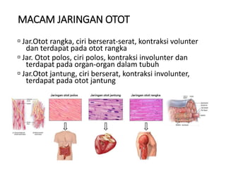 MACAM JARINGAN OTOT
 Jar.Otot rangka, ciri berserat-serat, kontraksi volunter
dan terdapat pada otot rangka
 Jar. Otot polos, ciri polos, kontraksi involunter dan
terdapat pada organ-organ dalam tubuh
 Jar.Otot jantung, ciri berserat, kontraksi involunter,
terdapat pada otot jantung
 