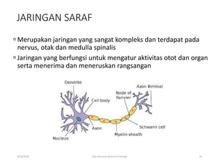 JARINGAN SARAF
 Merupakan jaringan yang sangat kompleks dan terdapat pada
nervus, otak dan medulla spinalis
 Jaringan yang berfungsi untuk mengatur aktivitas otot dan organ
serta menerima dan meneruskan rangsangan
8/19/2019 Gita Kostania-Anatomi Fisiologi 19
 