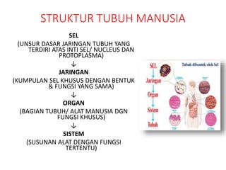 STRUKTUR TUBUH MANUSIA
SEL
(UNSUR DASAR JARINGAN TUBUH YANG
TERDIRI ATAS INTI SEL/ NUCLEUS DAN
PROTOPLASMA)
↓
JARINGAN
(KUMPULAN SEL KHUSUS DENGAN BENTUK
& FUNGSI YANG SAMA)
↓
ORGAN
(BAGIAN TUBUH/ ALAT MANUSIA DGN
FUNGSI KHUSUS)
↓
SISTEM
(SUSUNAN ALAT DENGAN FUNGSI
TERTENTU)
 