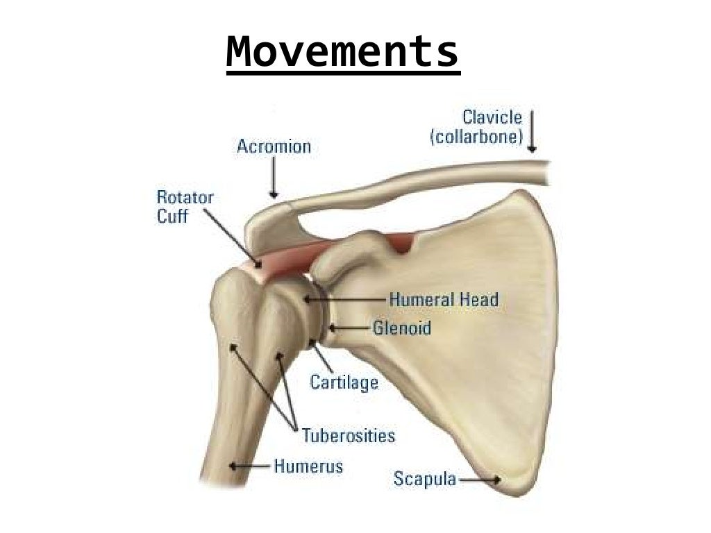 2. shoulder joint & its applied anatomy 07[1]