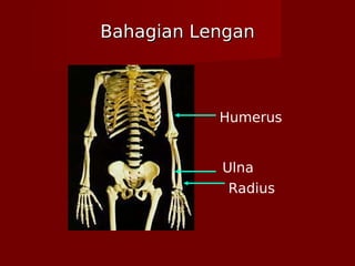Bahagian LenganBahagian Lengan
Humerus
Ulna
Radius
 